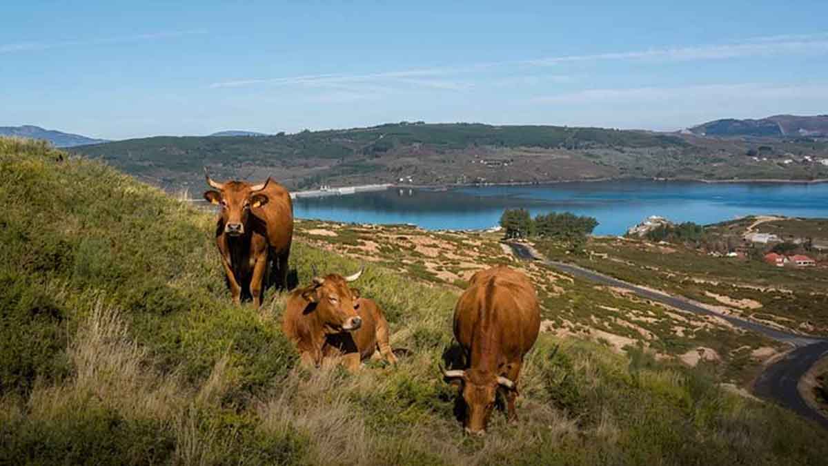 Rio Salas no Barroso: Onde o Essencial Nunca se Perdeu