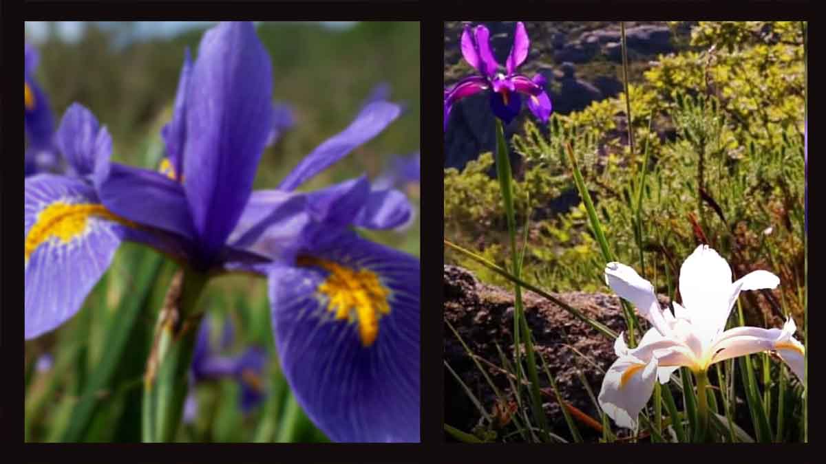 O Lírio do Gerês: Um Encontro Raro na Peneda-Gerês