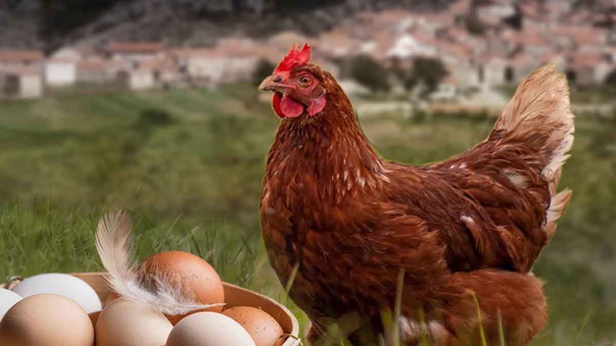 Ovos do Barroso: O Sabor Único da Criação Tradicional